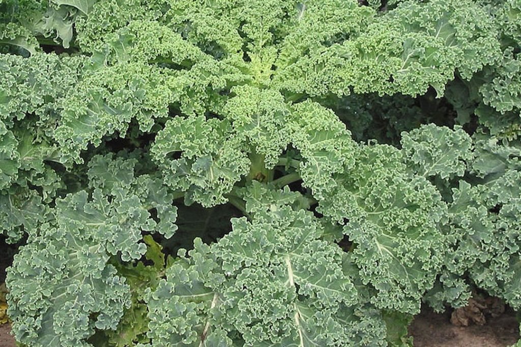 Zinc Rich Vegetables Kale